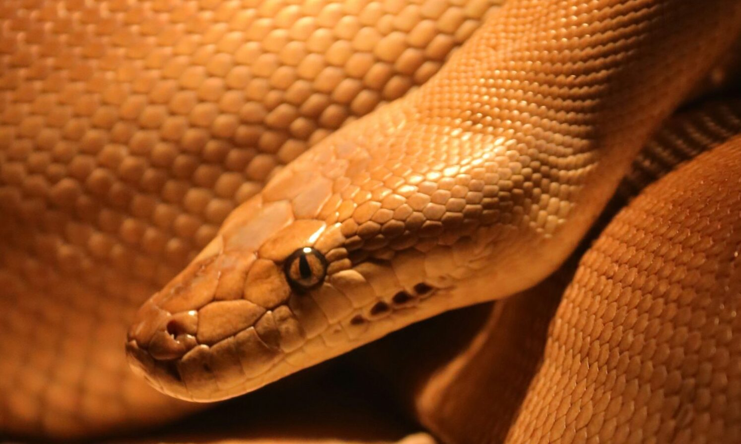 Monkfield launches UK-first reptile food alternative EvoRx