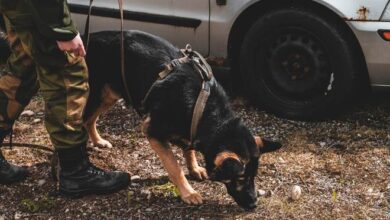 Non-Stop Dogwear wins $4m deal to supply gear to Norwegian forces