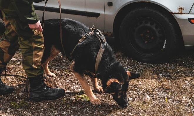 Non-Stop Dogwear wins $4m deal to supply gear to Norwegian forces