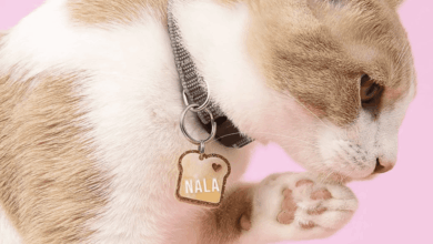 Kissamo launches bespoke acrylic pet tags in UK