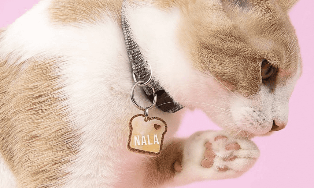 Kissamo launches bespoke acrylic pet tags in UK