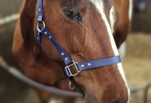 Trinkety Paws launches new equestrian brand Trinkety Equine