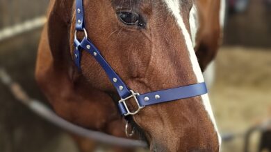 Trinkety Paws launches new equestrian brand Trinkety Equine