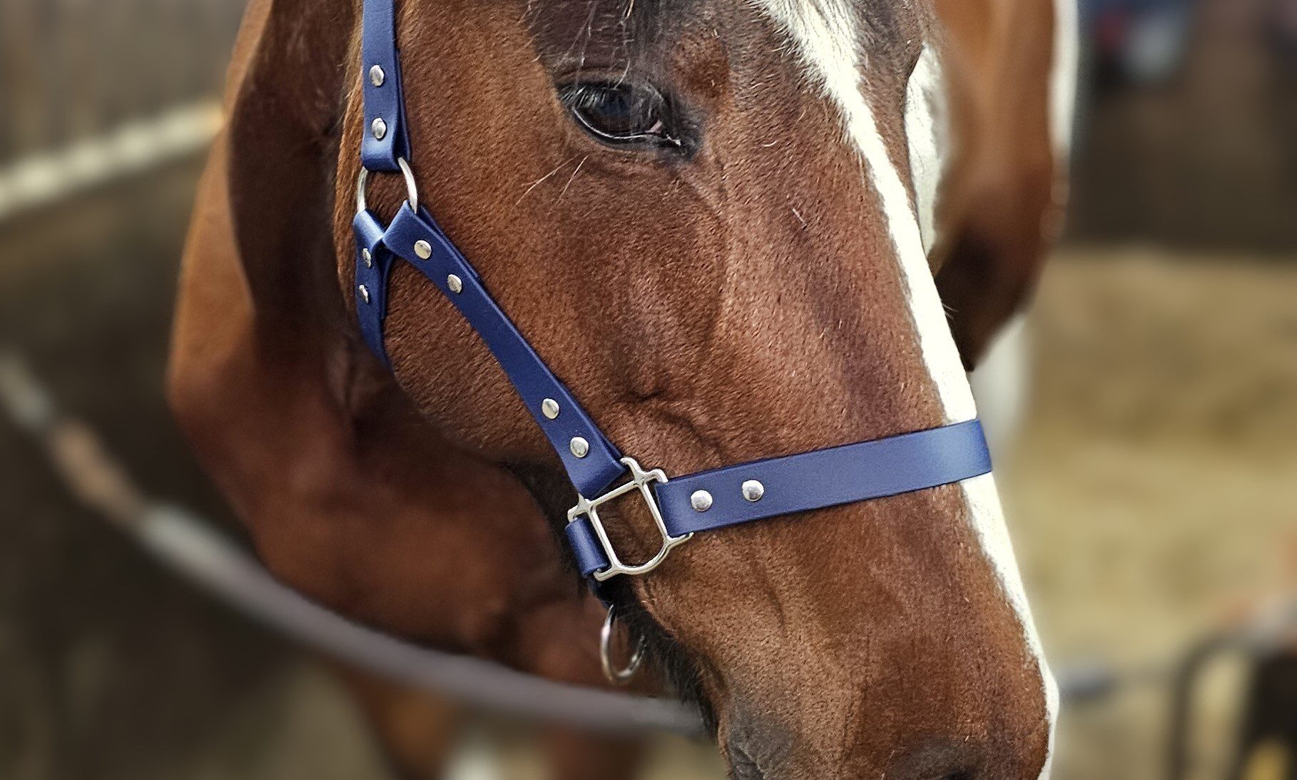 Trinkety Paws launches new equestrian brand Trinkety Equine