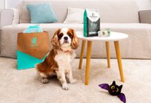Pets Corner partners with Deliveroo for on-demand pet supplies