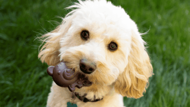 Pedigree Wholesale adds blueberry flavour to Nobblys dog chew range
