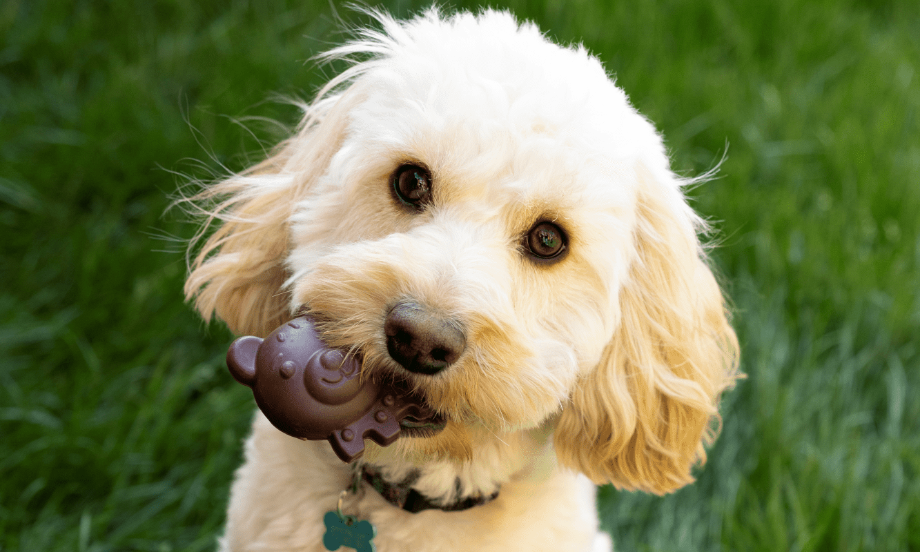 Pedigree Wholesale adds blueberry flavour to Nobblys dog chew range