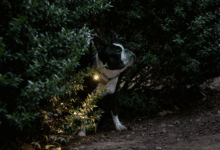 5 tips for keeping track of your furry friends this holiday season