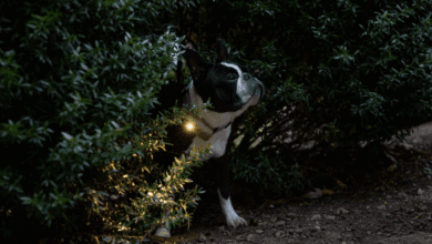 5 tips for keeping track of your furry friends this holiday season