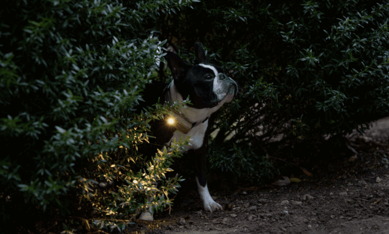 5 tips for keeping track of your furry friends this holiday season