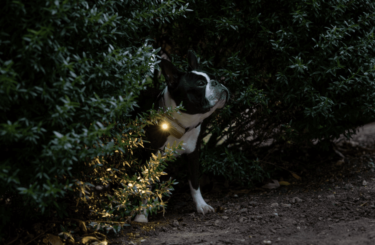 5 tips for keeping track of your furry friends this holiday season