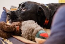 Dogs Trust launches calming playlist to help pets cope with fireworks