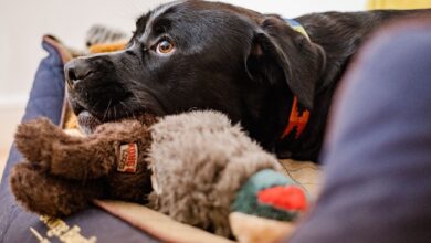 Dogs Trust launches calming playlist to help pets cope with fireworks