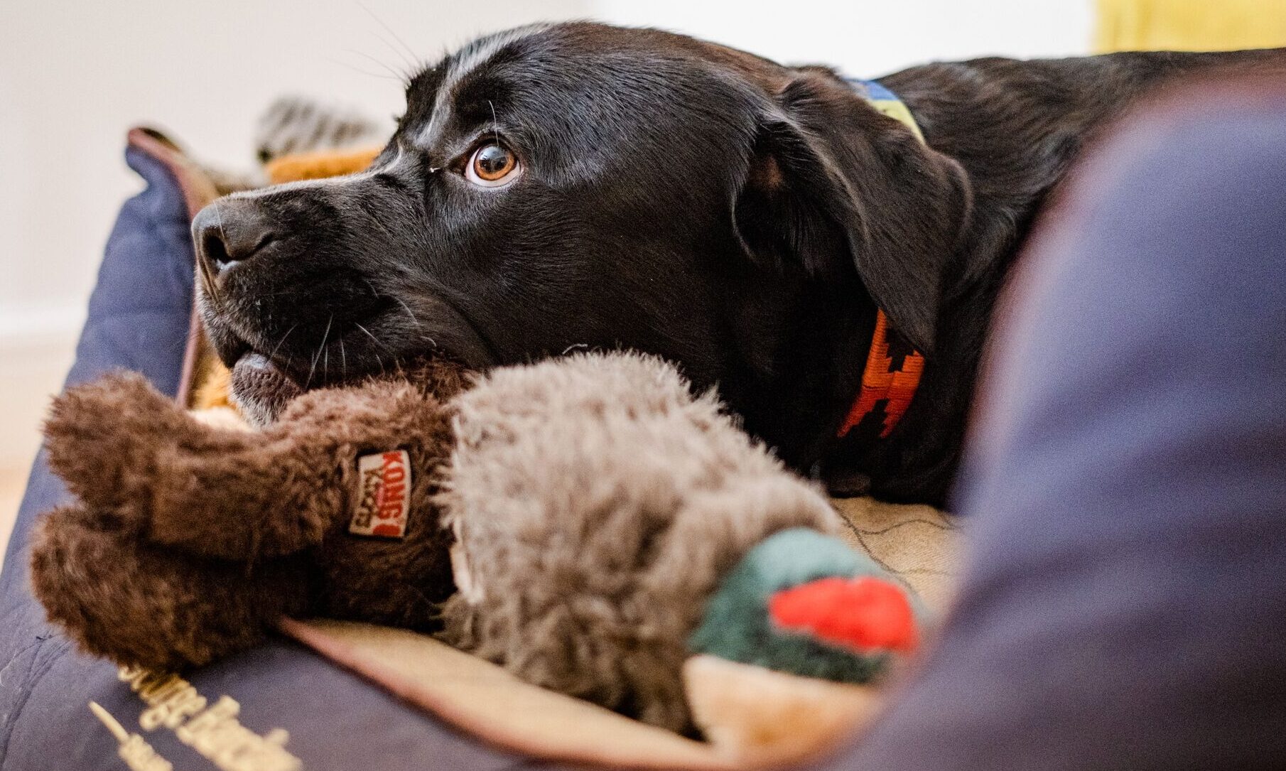 Dogs Trust launches calming playlist to help pets cope with fireworks