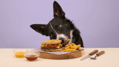 Years.com launches wild boar quarter pounder for dogs
