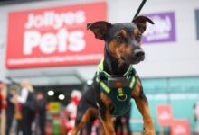 Jollyes to open six new stores in six weeks