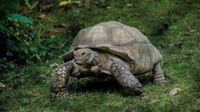 Monkfield Reptile acquires tortoise breeder Zoological International
