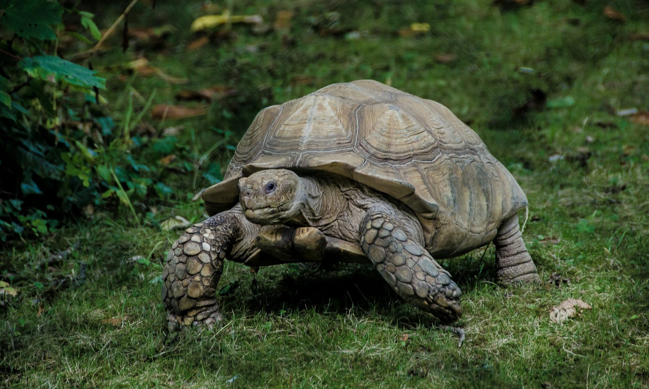 Monkfield Reptile acquires tortoise breeder Zoological International