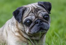 New tool launched to counter ‘extreme conformation’ breeding crisis