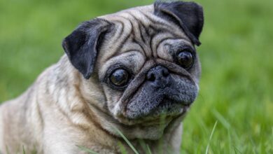 New tool launched to counter ‘extreme conformation’ breeding crisis