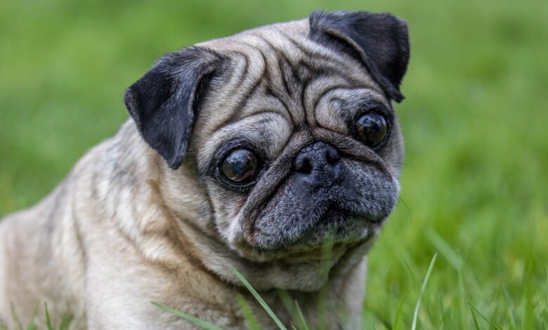 New tool launched to counter ‘extreme conformation’ breeding crisis