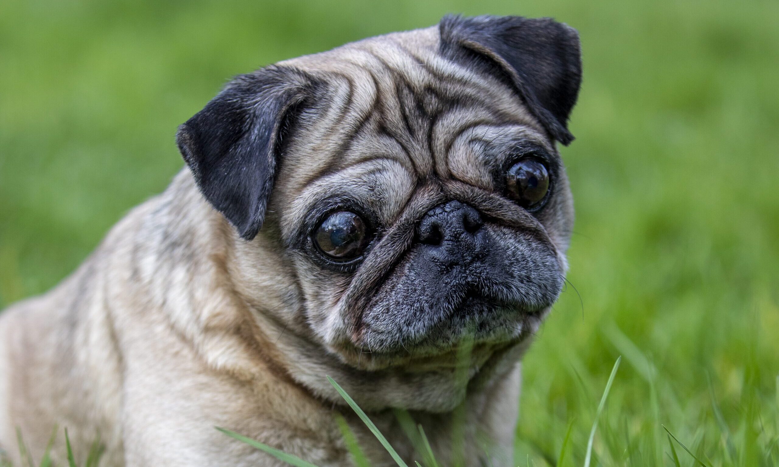 New tool launched to counter ‘extreme conformation’ breeding crisis