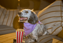 Years.com launches Pupcorn