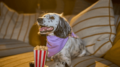 Years.com launches Pupcorn