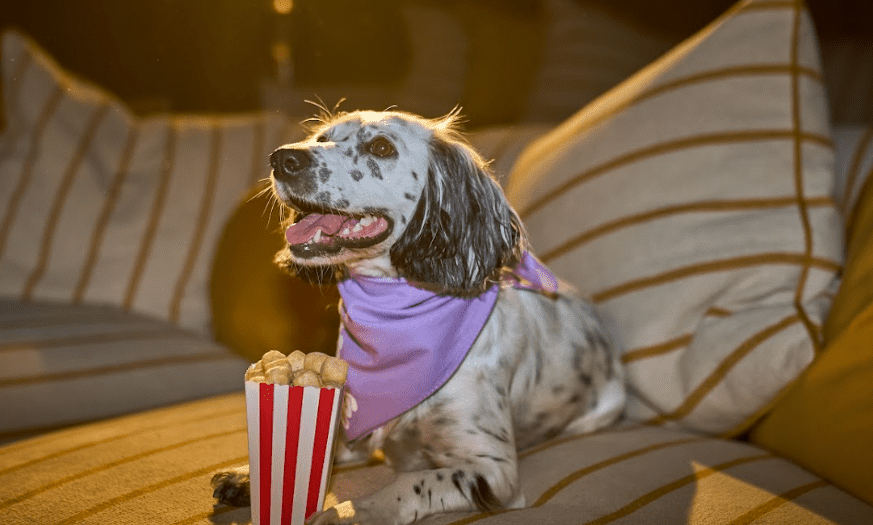 Years.com launches Pupcorn
