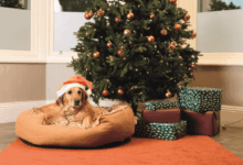 Warburtons unveils pet bed as Brits to spend £382m on dogs this Xmas