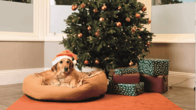 Warburtons unveils pet bed as Brits to spend £382m on dogs this Xmas