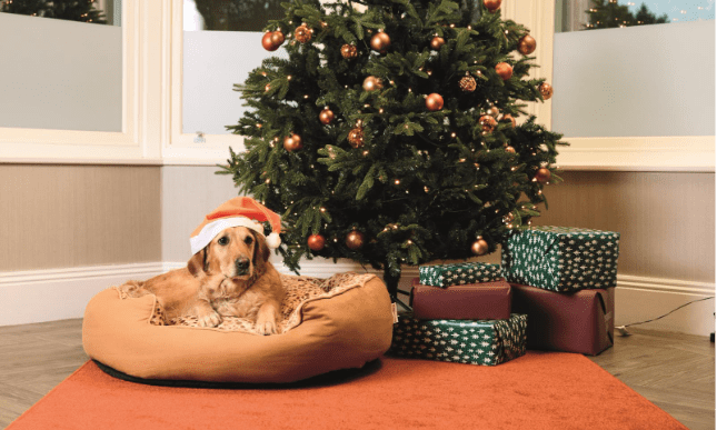 Warburtons unveils pet bed as Brits to spend £382m on dogs this Xmas