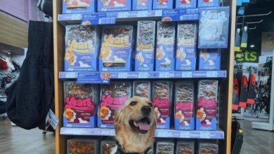 Just for Pets launches fresh dog food brand Years across UK stores