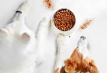 Gambol Pet and Aker QRILL Company form global strategic partnership