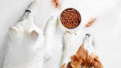 Gambol Pet and Aker QRILL Company form global strategic partnership