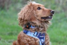 Doodlebone launches new Trendy Tails dog accessories range