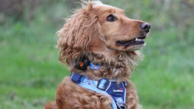 Doodlebone launches new Trendy Tails dog accessories range