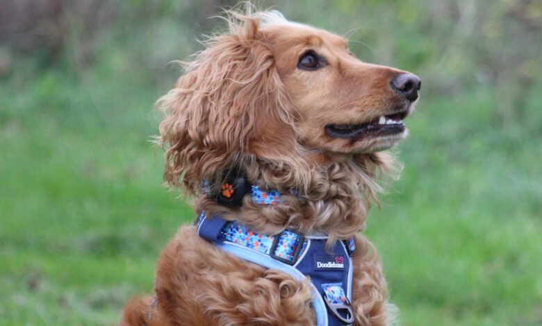 Doodlebone launches new Trendy Tails dog accessories range