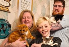 My Three Cats expands into Blackpool with first franchise launch
