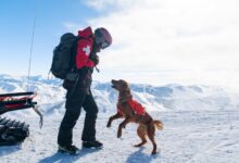 Nulo launches in UK with Pets at Home partnership