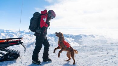 Nulo launches in UK with Pets at Home partnership