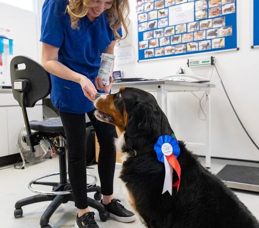 Liverpool pet obesity clinic marks 20 years as patients shed 2.7 tonnes