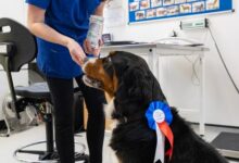 Liverpool pet obesity clinic marks 20 years as patients shed 2.7 tonnes