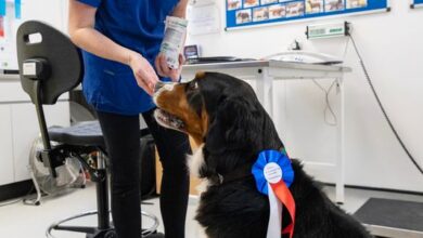 Liverpool pet obesity clinic marks 20 years as patients shed 2.7 tonnes
