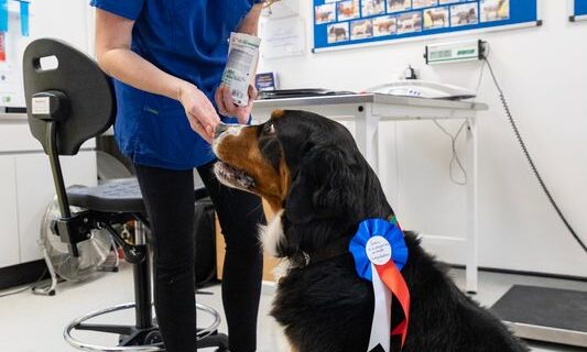 Liverpool pet obesity clinic marks 20 years as patients shed 2.7 tonnes