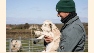 RSPCA launches Animal Welfare Evidence Centre