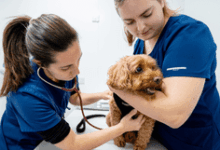 CVS launches life stage assessment for pets