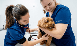 CVS launches life stage assessment for pets