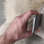 Cambridge startup launches app to monitor pet heart health