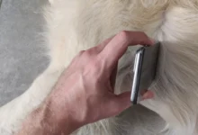 Cambridge startup launches app to monitor pet heart health